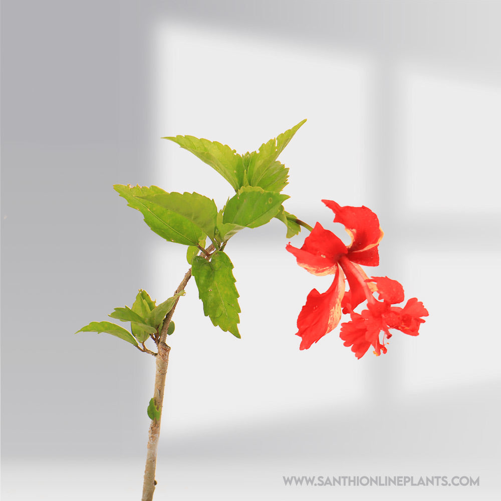 Hibiscus Red Two in One Color