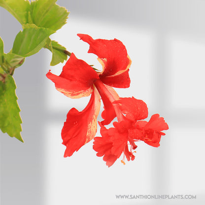 Hibiscus Red Two in One Color