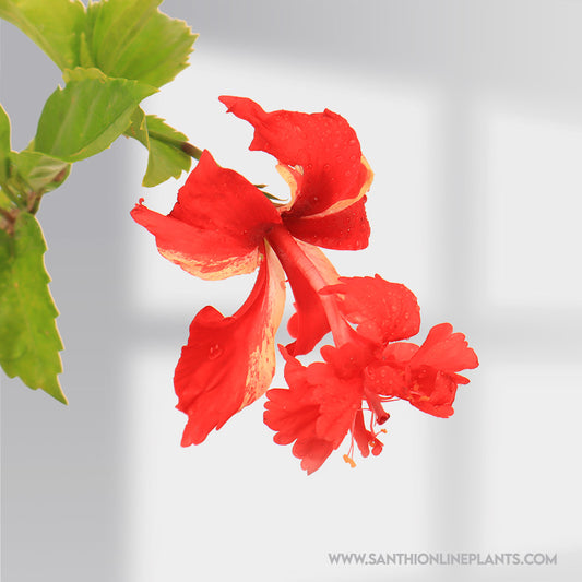 Hibiscus Red Two in One Color