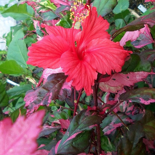 Hibiscus Red Variegated Plant