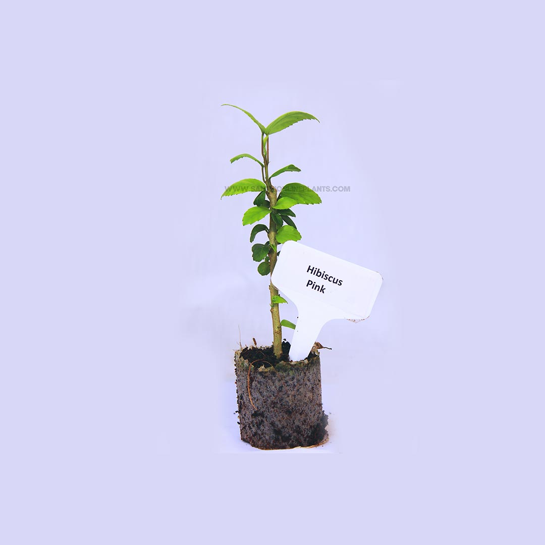 Hibiscus Pink Plant