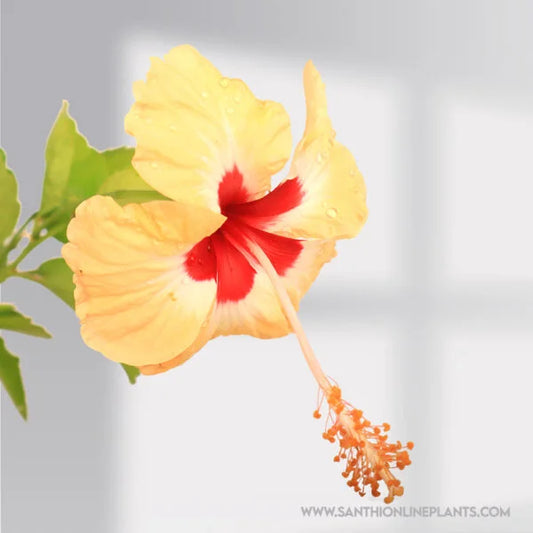 Hibiscus Sandal Single