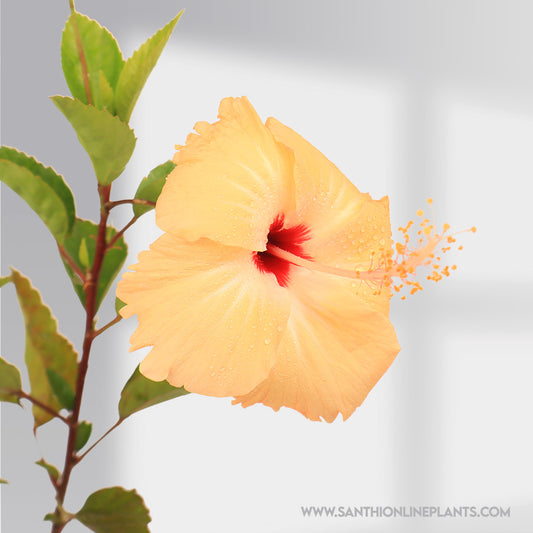 Hibiscus Sandal Design