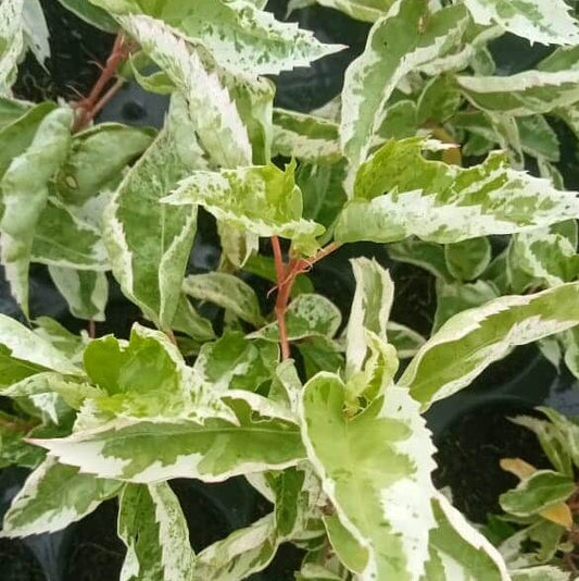 Beautiful Snow Queen Variegated Hibiscus plant