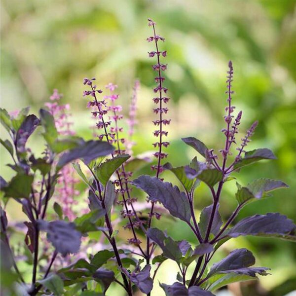 Holy Basil Plant-krishna Tulsi plant