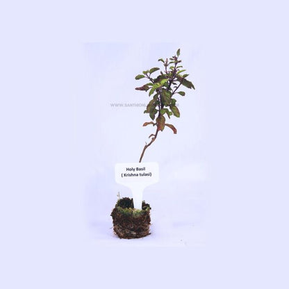 Holy Basil Plant-krishna Tulsi plant