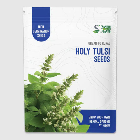Holy Tulsi seeds