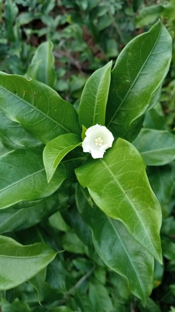 Vallaris Solanacea-Bread Flower