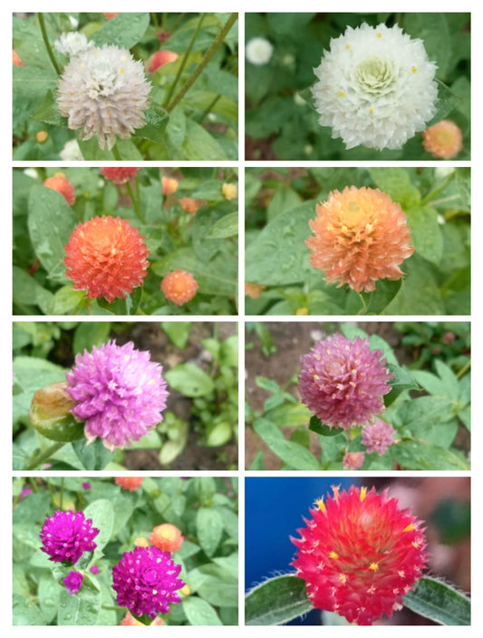 Gomphrena mixed seeds (8 shades mixed seeds)