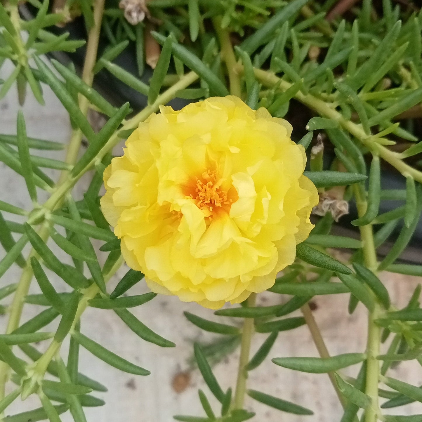 Portulaca golden yellow flower plant