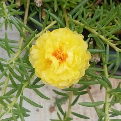 Portulaca golden yellow flower plant