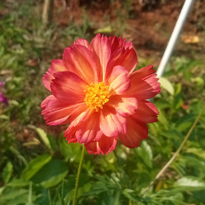 Double colour Cosmos pink with yellow shade flowers seeds