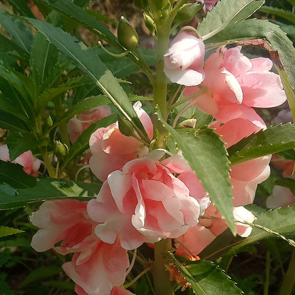 Baby pink Thai balsam seeds