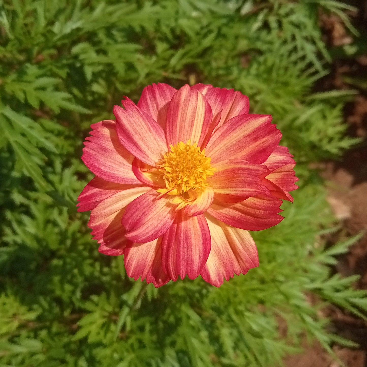 Double colour Cosmos pink with yellow shade flowers seeds