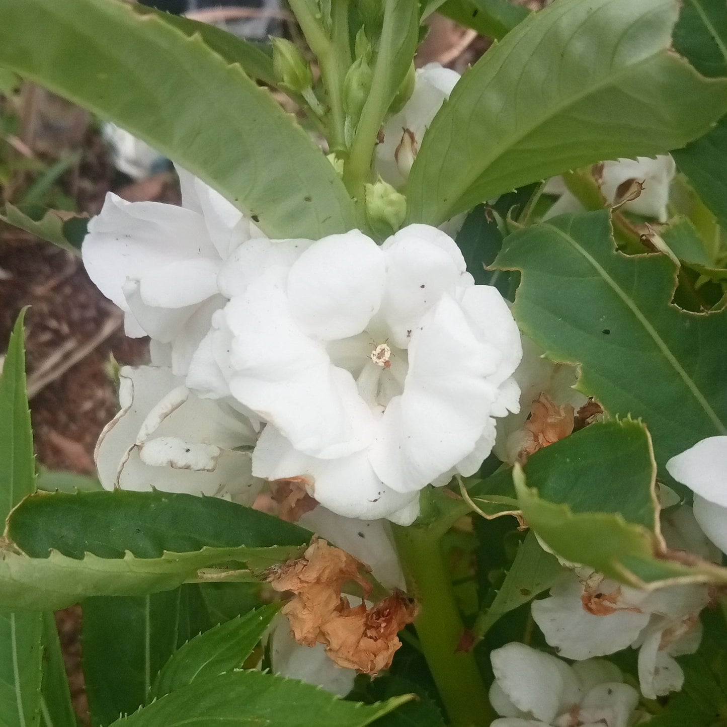 White double petal balsam flower seeds