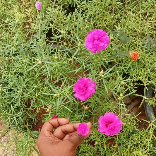Portulaca jumbo dark pink cuttings (2 cutings)