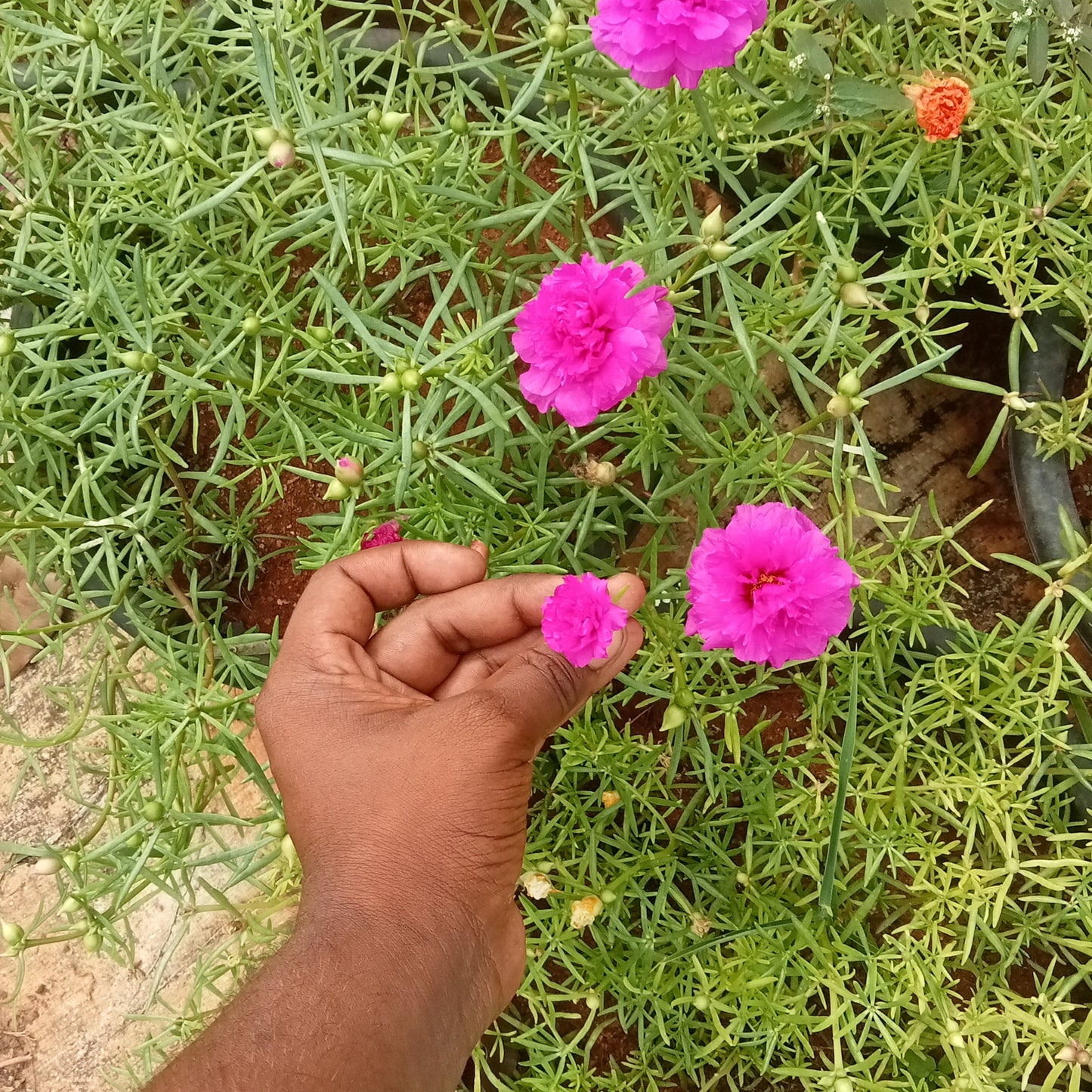 Portulaca jumbo dark pink cuttings (2 cutings)