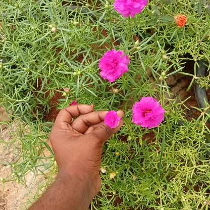 Portulaca jumbo dark pink cuttings (2 cutings)