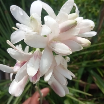Tuberose Pink sapphire bulb