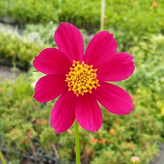 Dark pink cosmos flower seeds