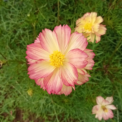 Double colour Cosmos pink with yellow shade flowers seeds