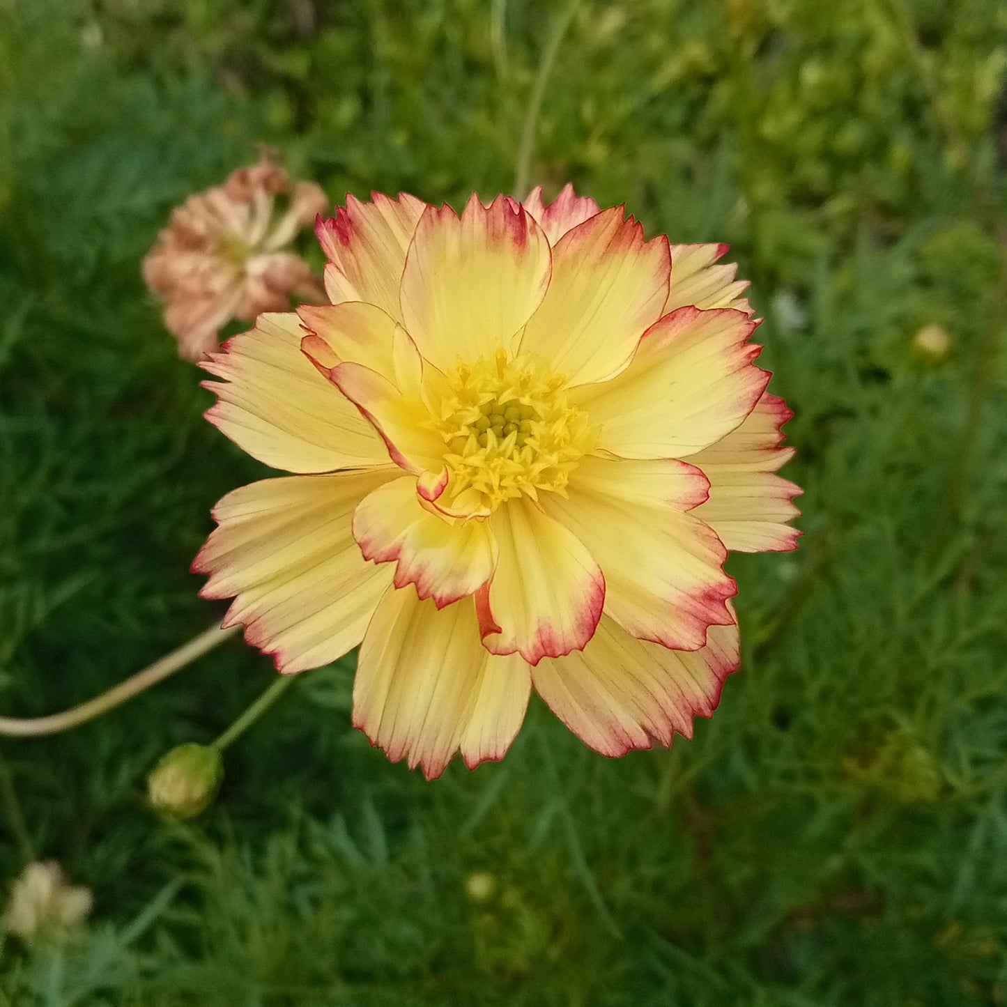 Double colour Cosmos pink with yellow shade flowers seeds