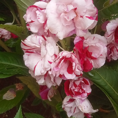 Double colour balsam seeds (dark pink+white)