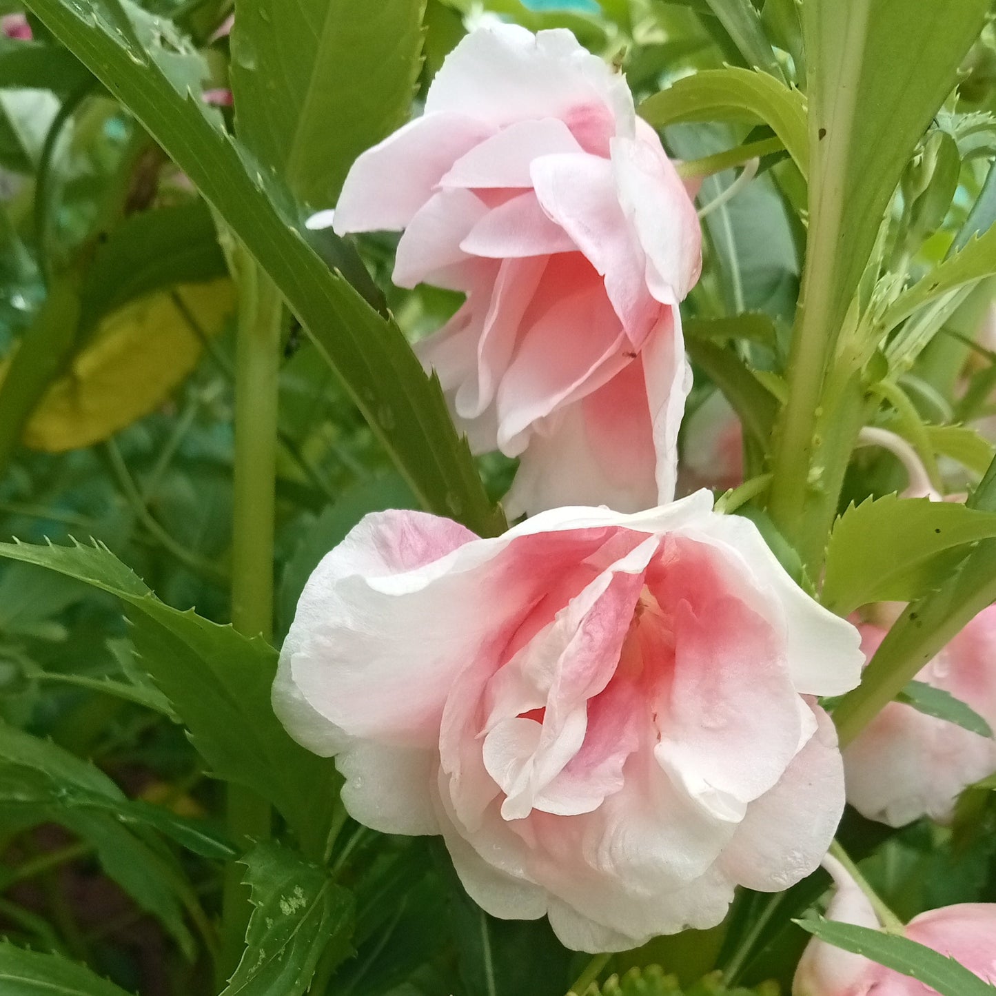 Baby pink Thai balsam seeds