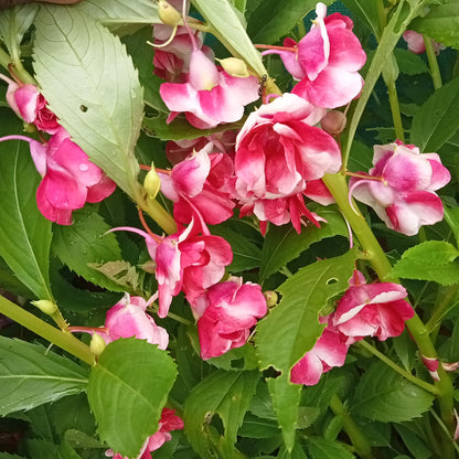 Light dark pink Thai balsam seeds