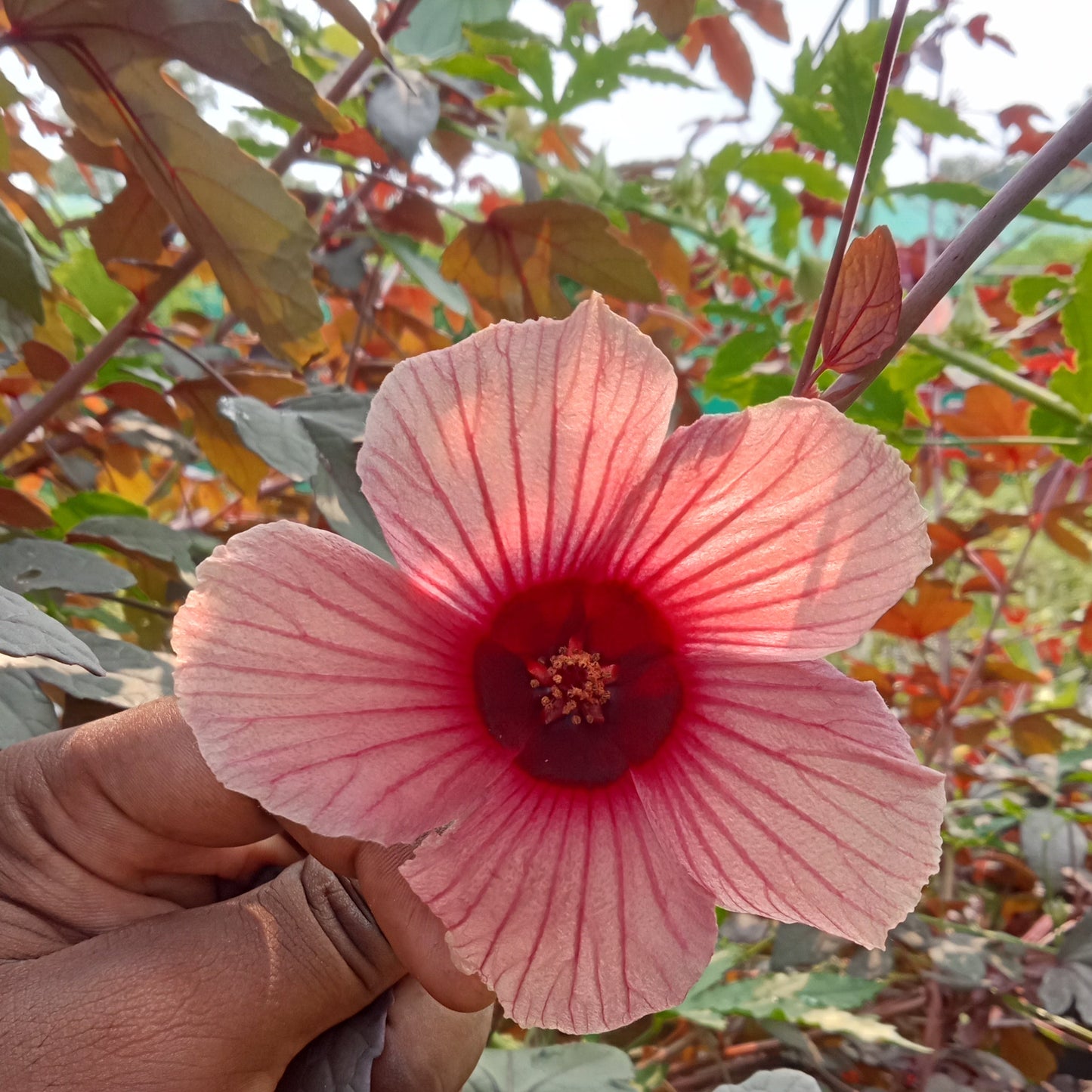 Full red gongura plant