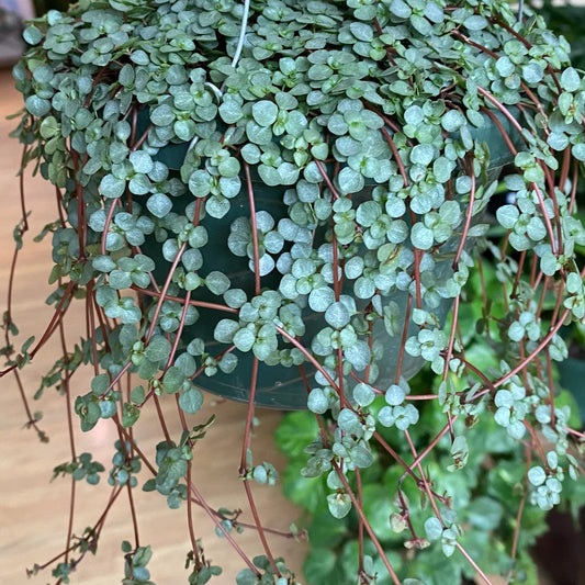 Pilea glauca (Blue baby tears) plant