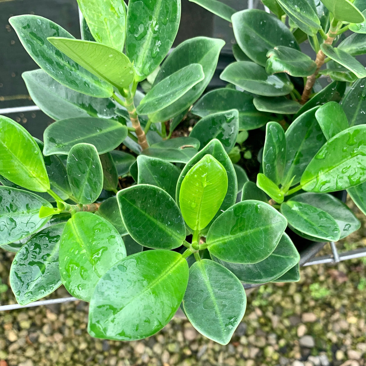 Ficus microcarpa 'Crassifolia'