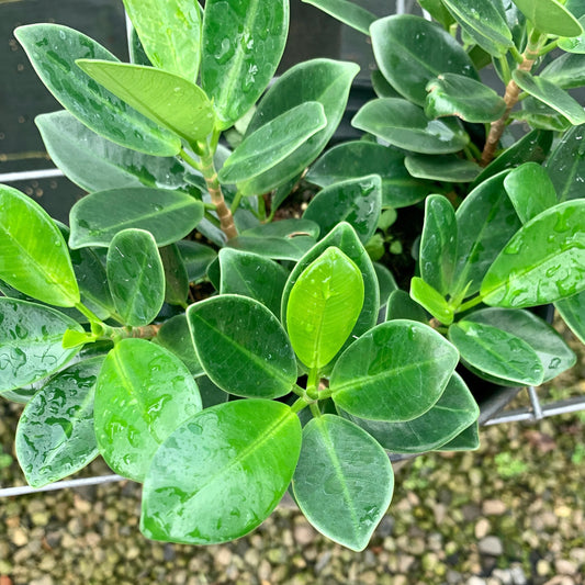 Ficus microcarpa 'Crassifolia'