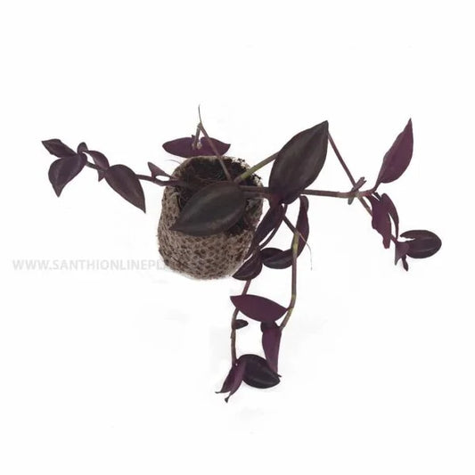 Inch Plant Deep Purple