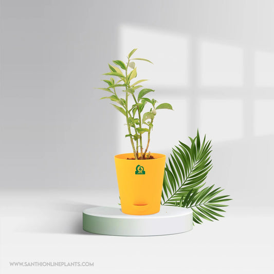 Insulin Variegated Pot Plant