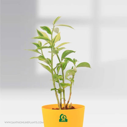 Insulin Variegated Pot Plant