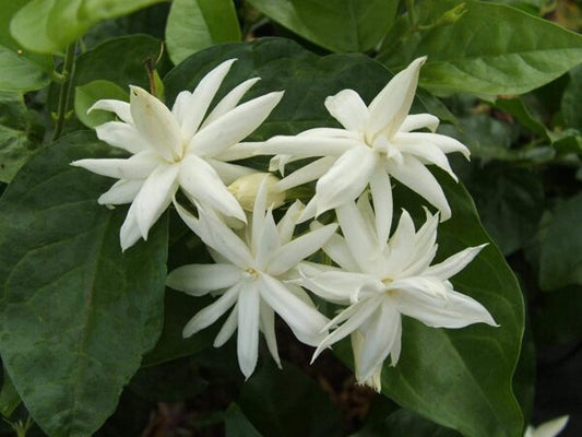Iruvatchi Malli : Bright Big Flowers