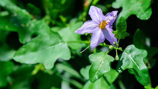 Solanum trilobatum plant-thuthuvalai