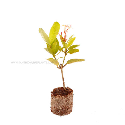 Ixora Light Pink
