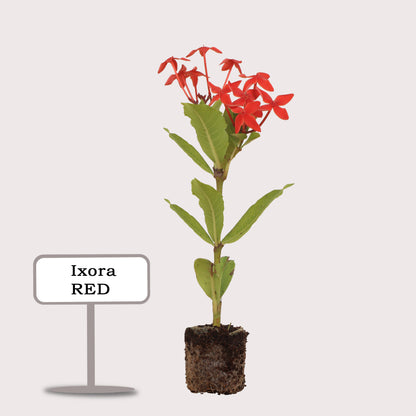 Ixora Red Plant