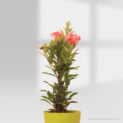 Ixora Mini Pink Pot Plant
