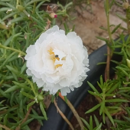 Portulaca 9'o clock jumbo white plant