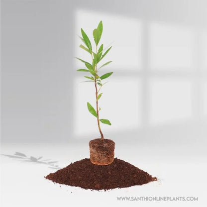 jamun plant in pot Jamun Fruit (Naval Maram) – Santhi Online Plants