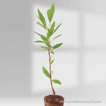 jamun plant in pot Jamun Fruit (Naval Maram) – Santhi Online Plants