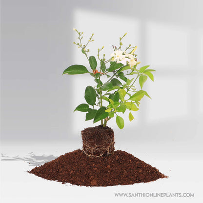 Jasminum Fluminense : Bright Looking Fragrant Flower – Santhana Mullai