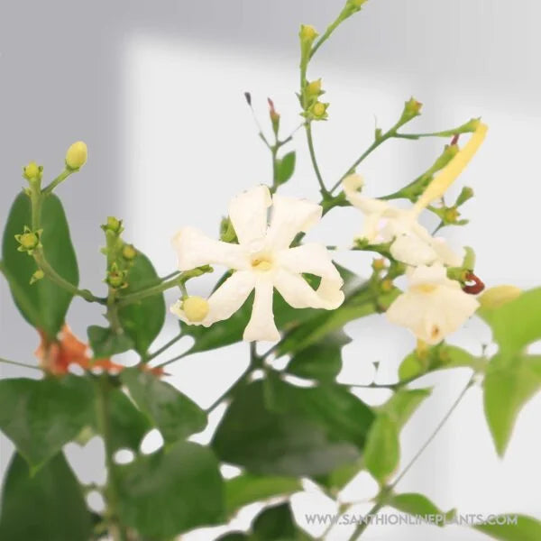 Jasminum Fluminense : Bright Looking Fragrant Flower – Santhana Mullai