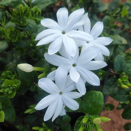Jasminum auriculatum : Pleasent Perfect Fragrant Flower – Mullai Poo