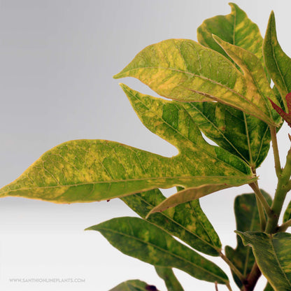 Jatropha Red Variegated