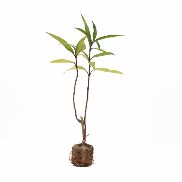 Justicia gendarussa plant