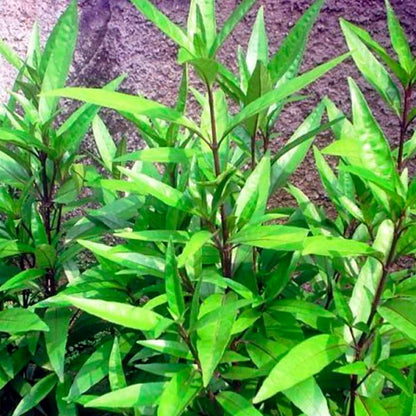 Justicia gendarussa plant